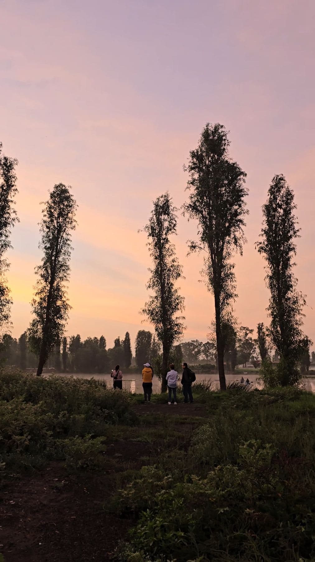 Siluetas de ahuejotes al alba