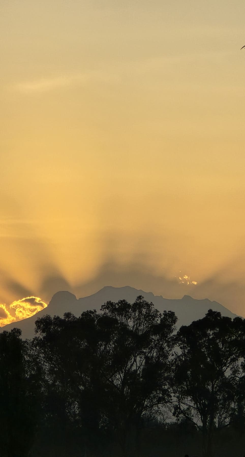 Rayos de sol al amanecer sobre la silueta de los árboles