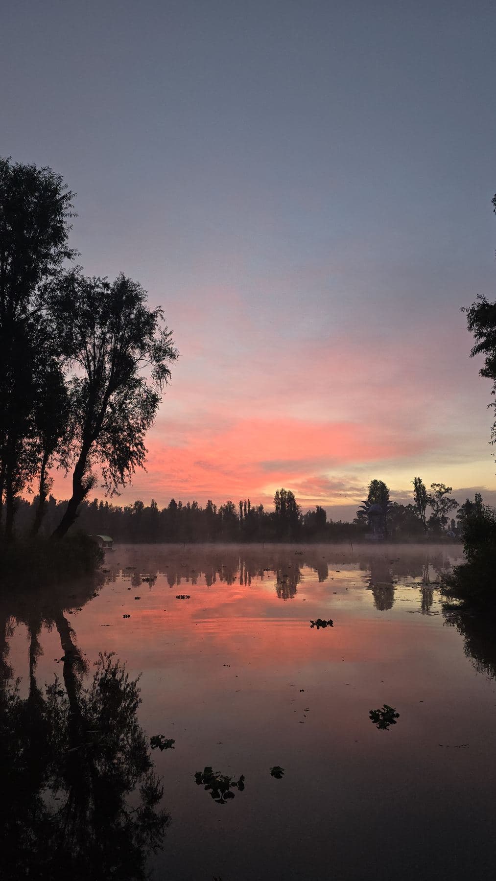Cielo rosado del amanecer reflejado en el lago entre ahuejotes