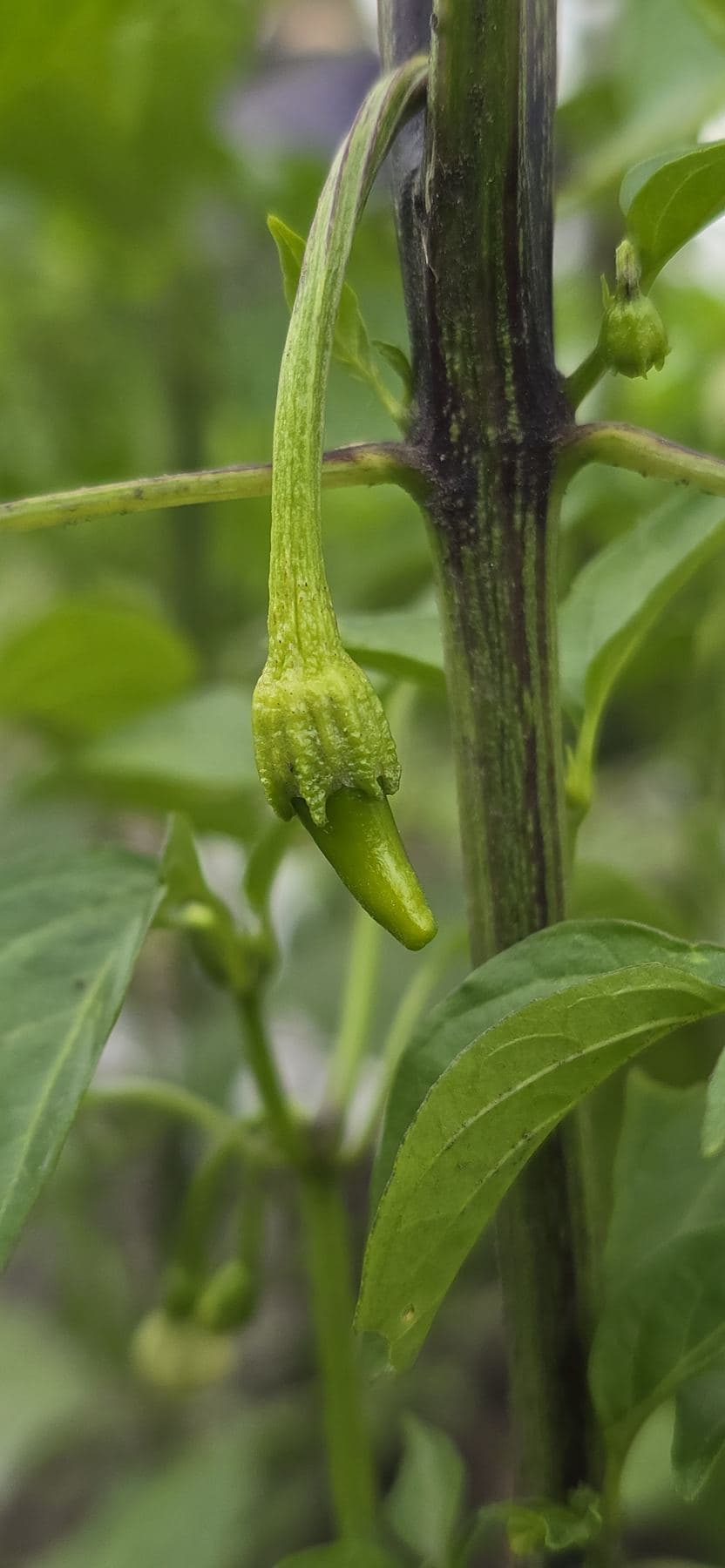 Detalle de una planta en crecimiento