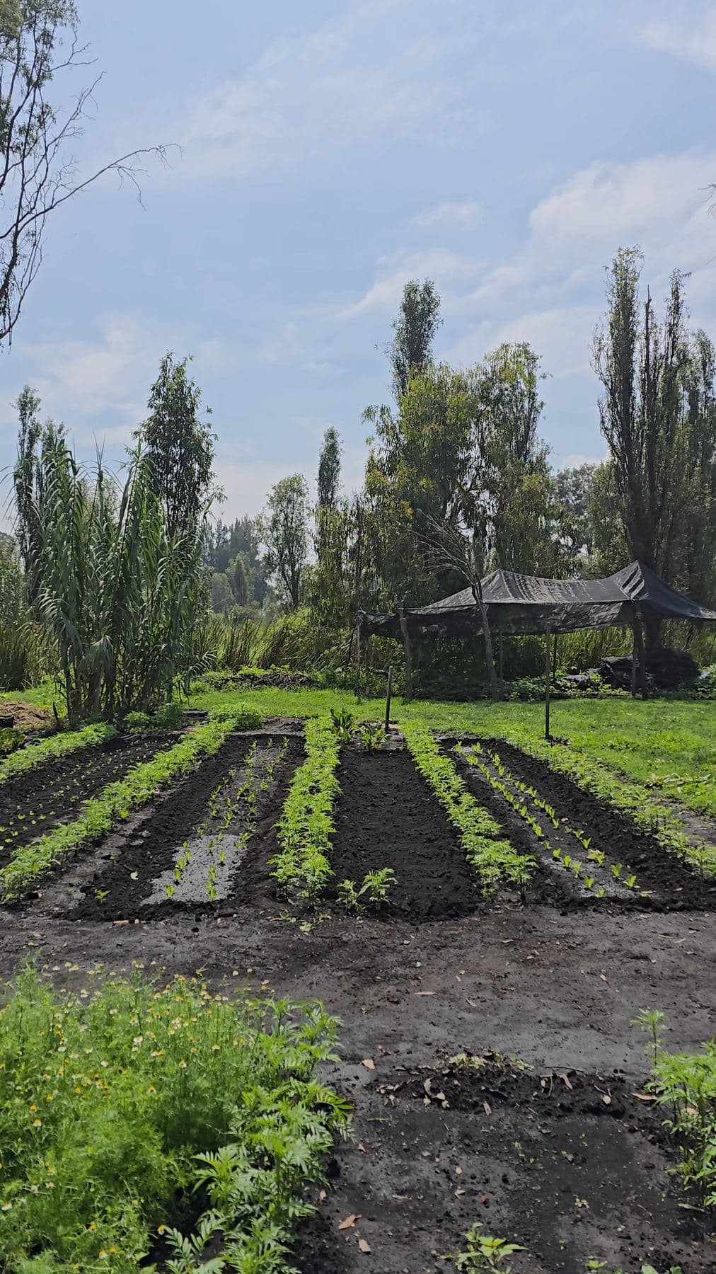 Huerto en la chinampa con árboles al fondo