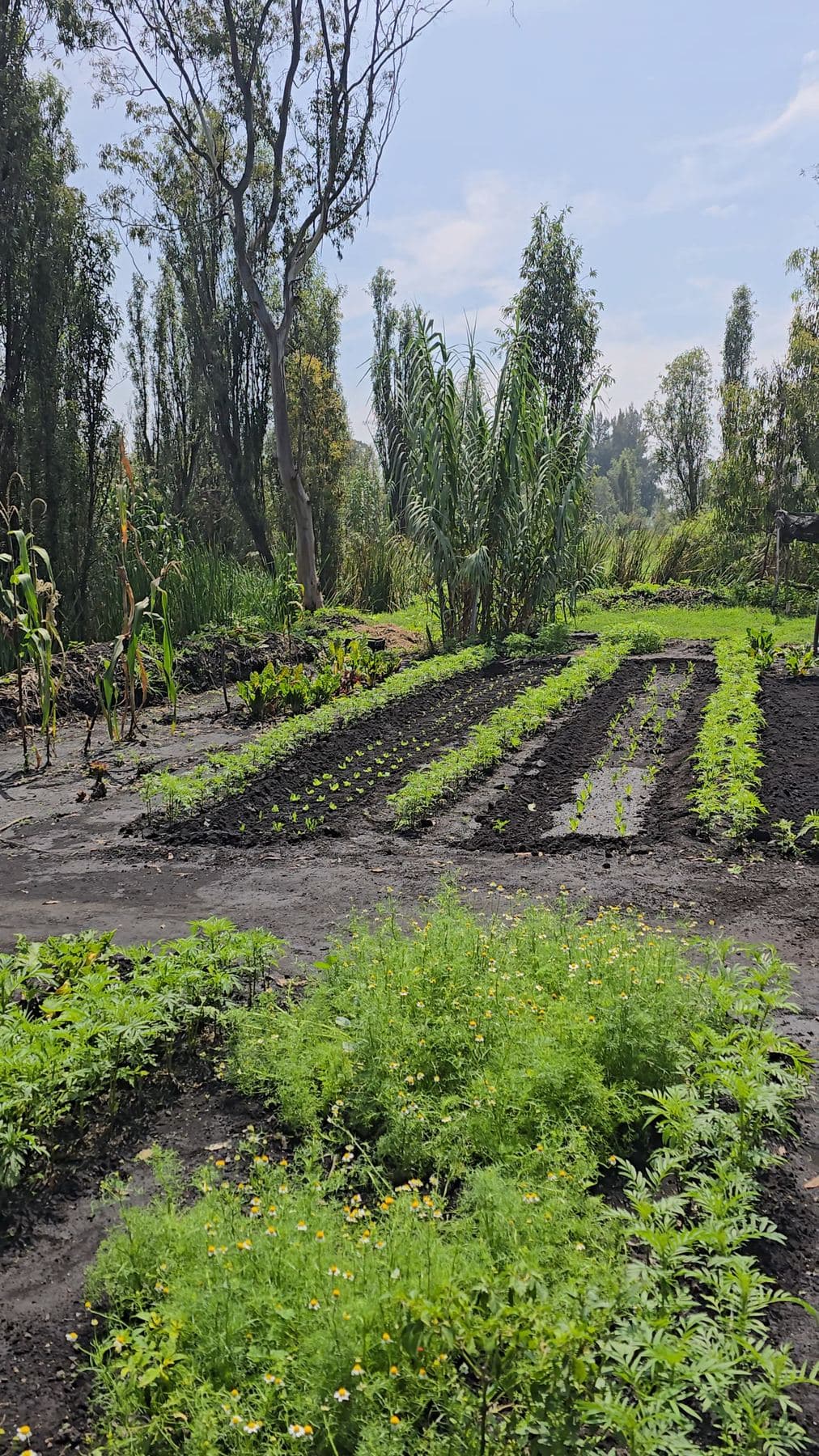 Surcos de hortalizas en una chinampa rodeada de ahuejotes
