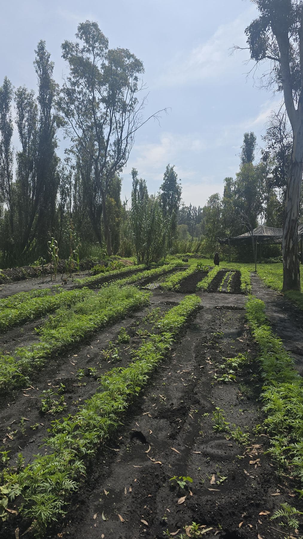 Surcos recién trabajados en la chinampa