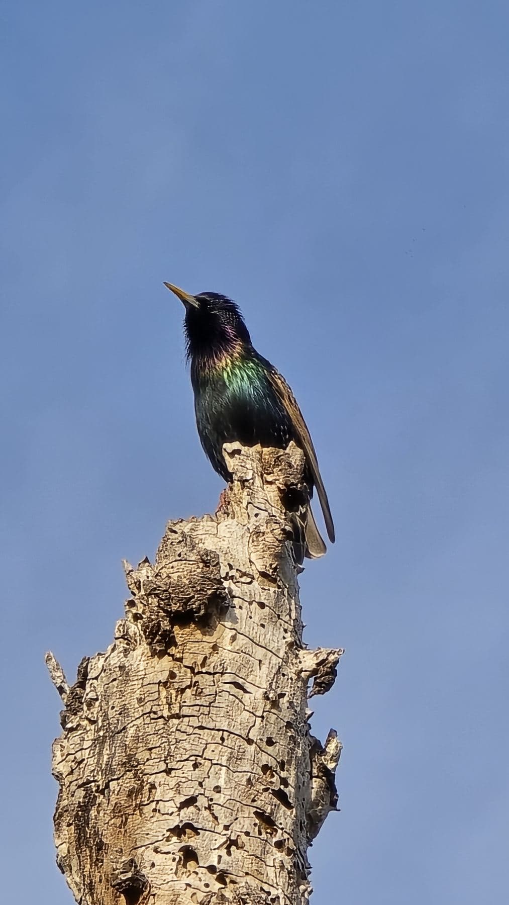 Colibrí posado sobre un tronco seco