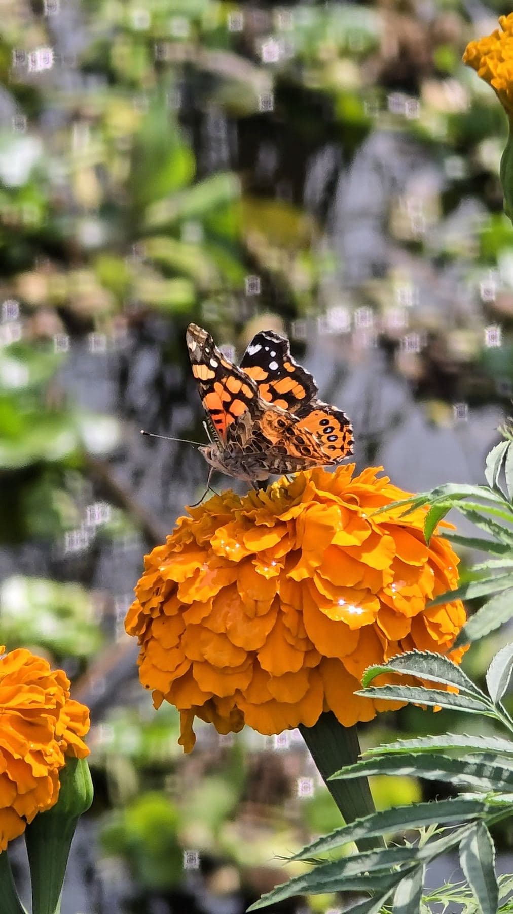 Mariposa posada sobre una flor de cempasúchil