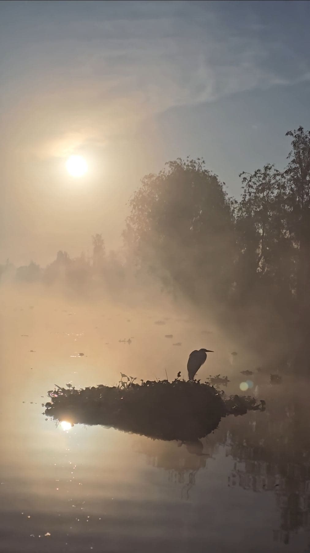 Garza en un islote envuelto en niebla dorada