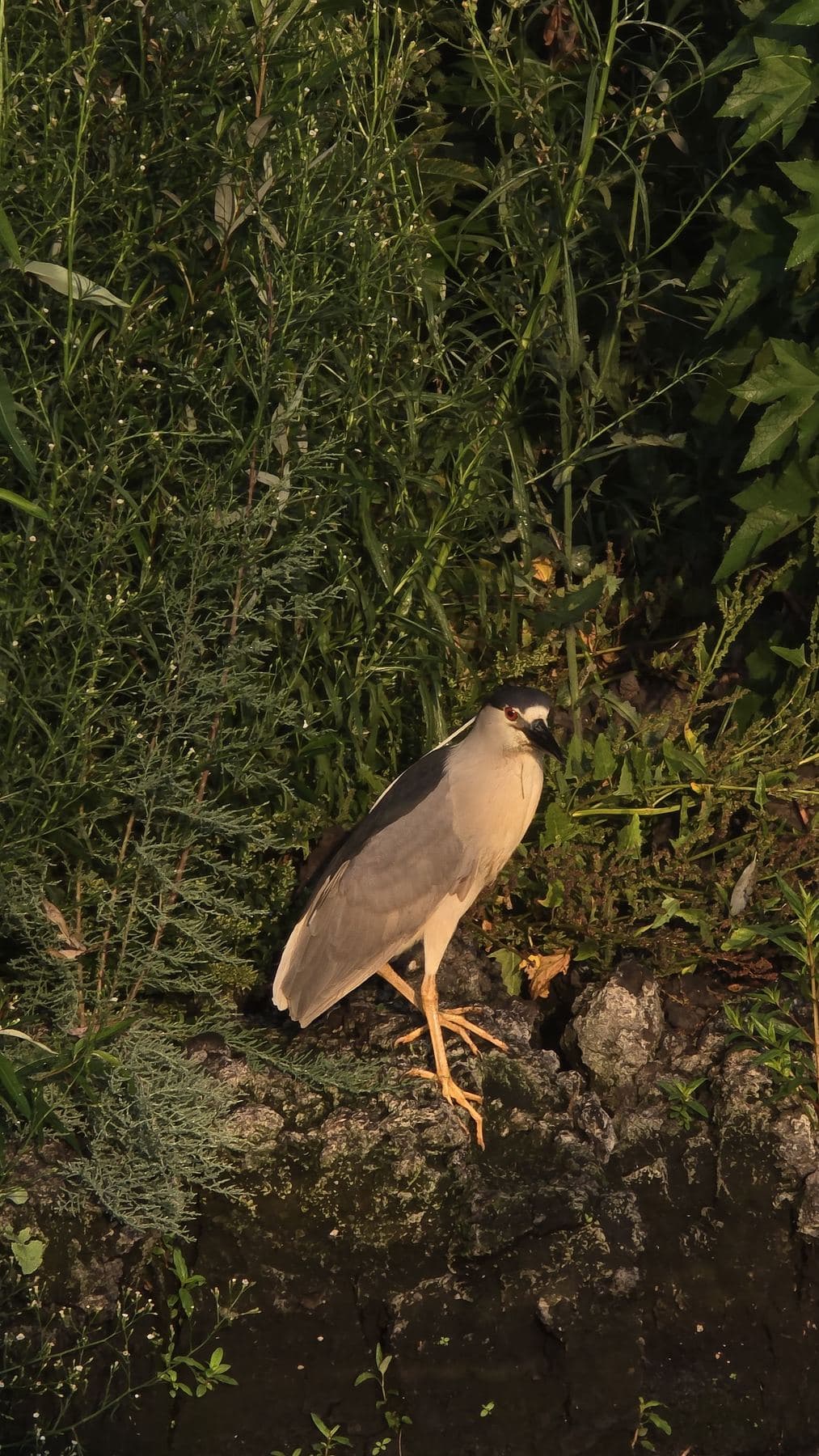 Garza nocturna en la vegetación de la orilla