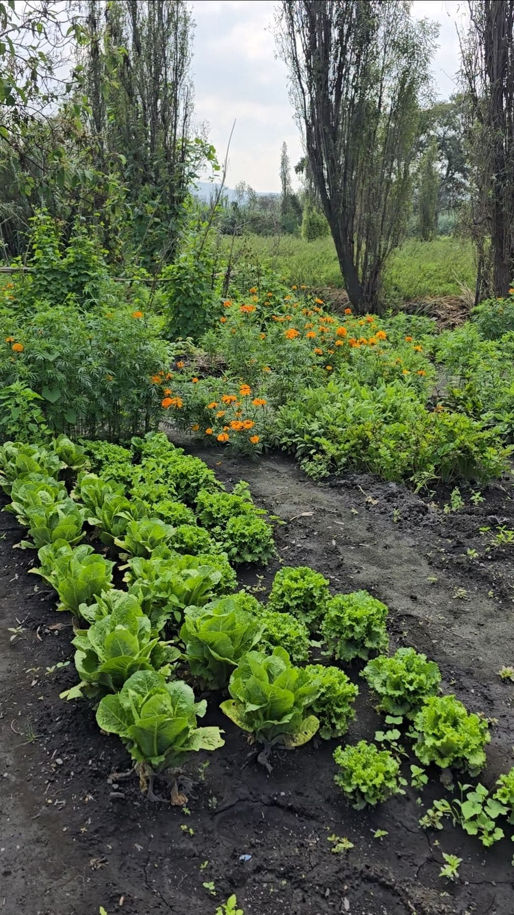 Hortalizas y flores de cempasúchil en la chinampa