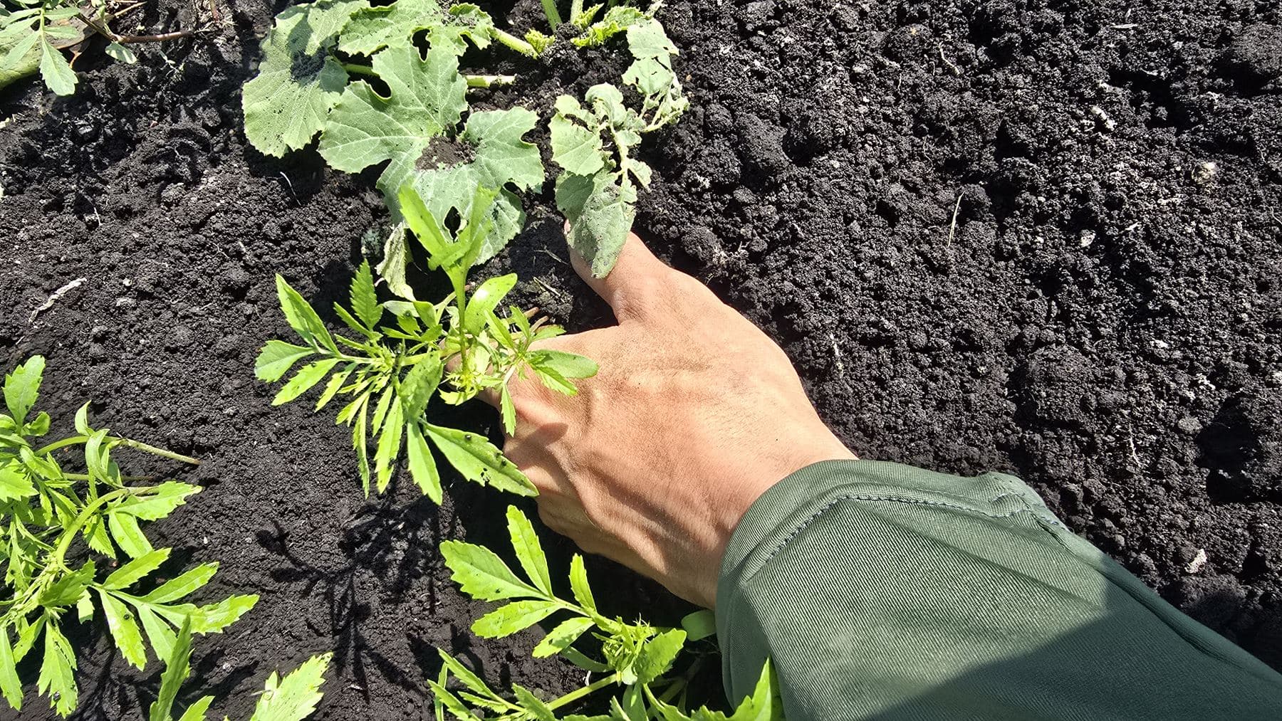 Mano junto a plántulas recién trasplantadas