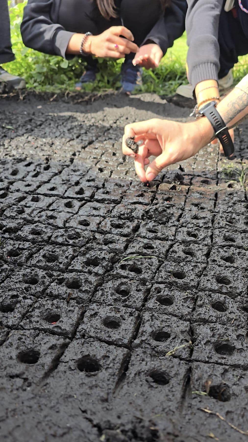 Manos depositando semillas en los chapines