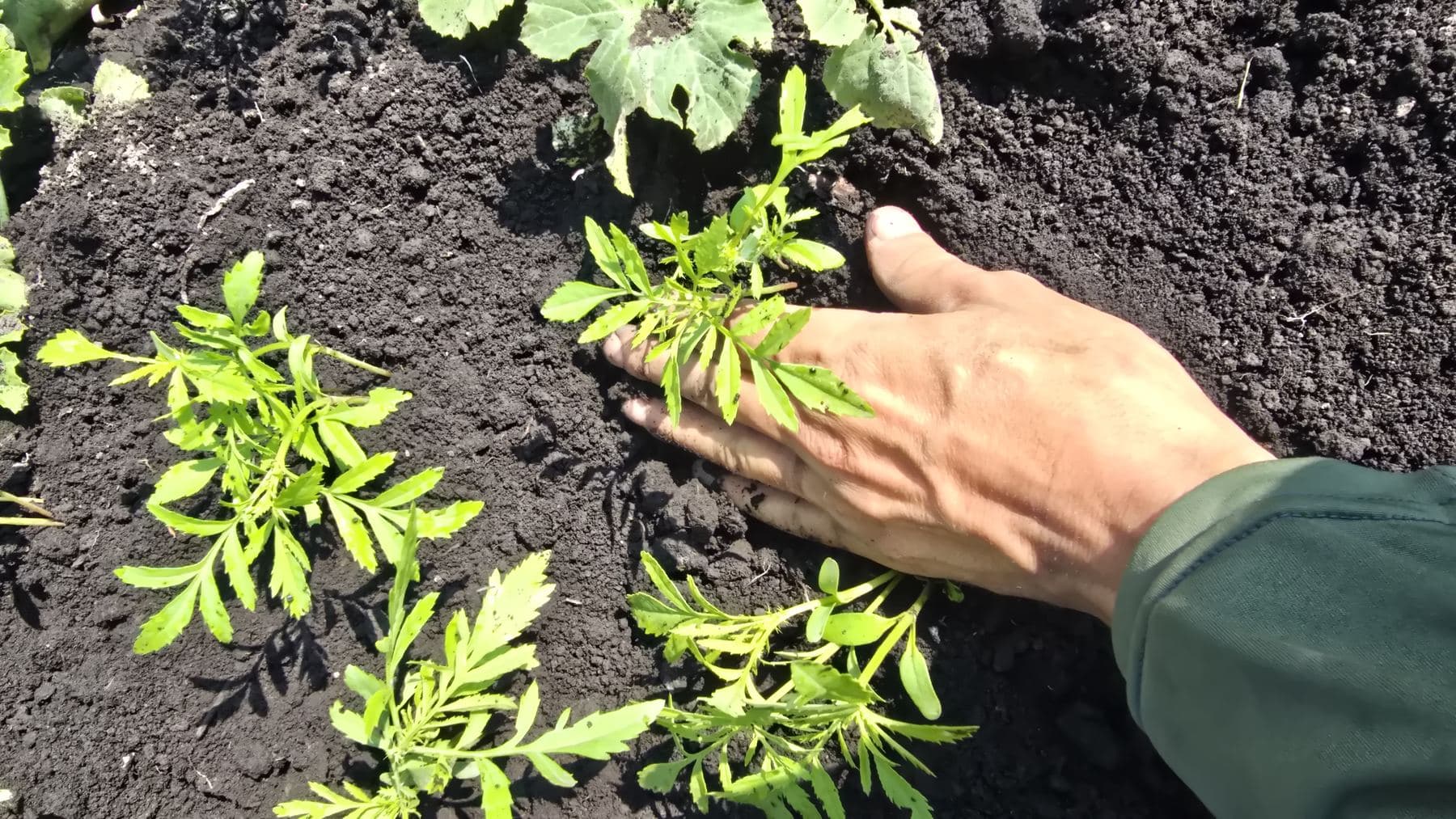 Mano trasplantando plántulas en tierra de chinampa