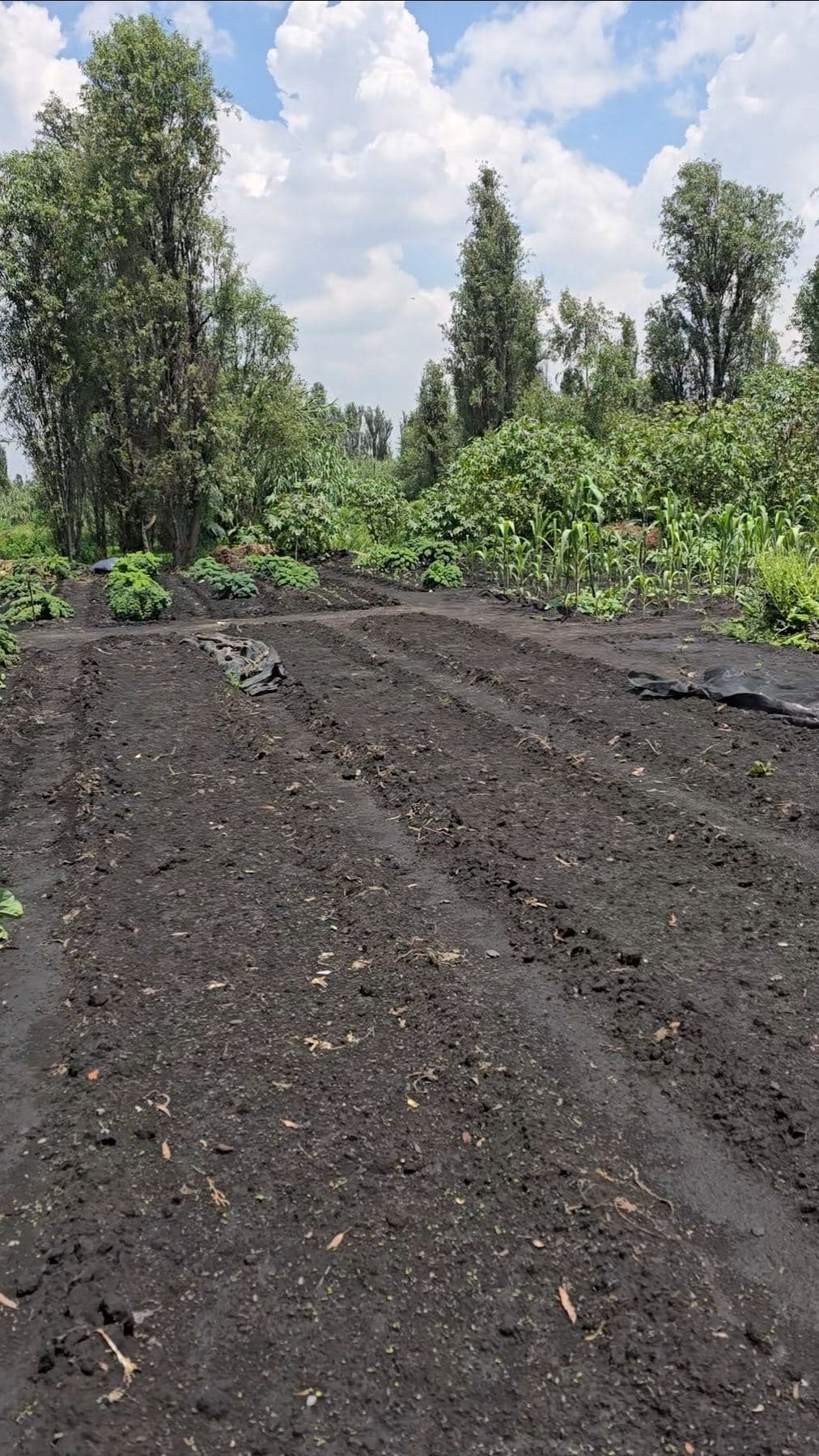 Tierra preparada para la siembra en la chinampa