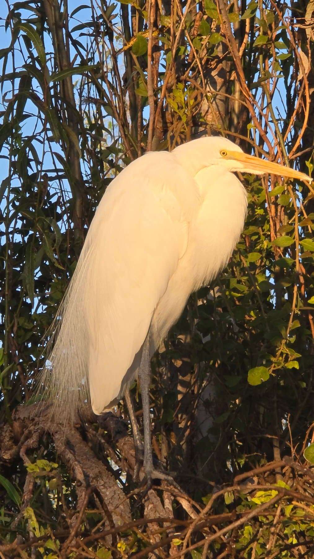Garza blanca